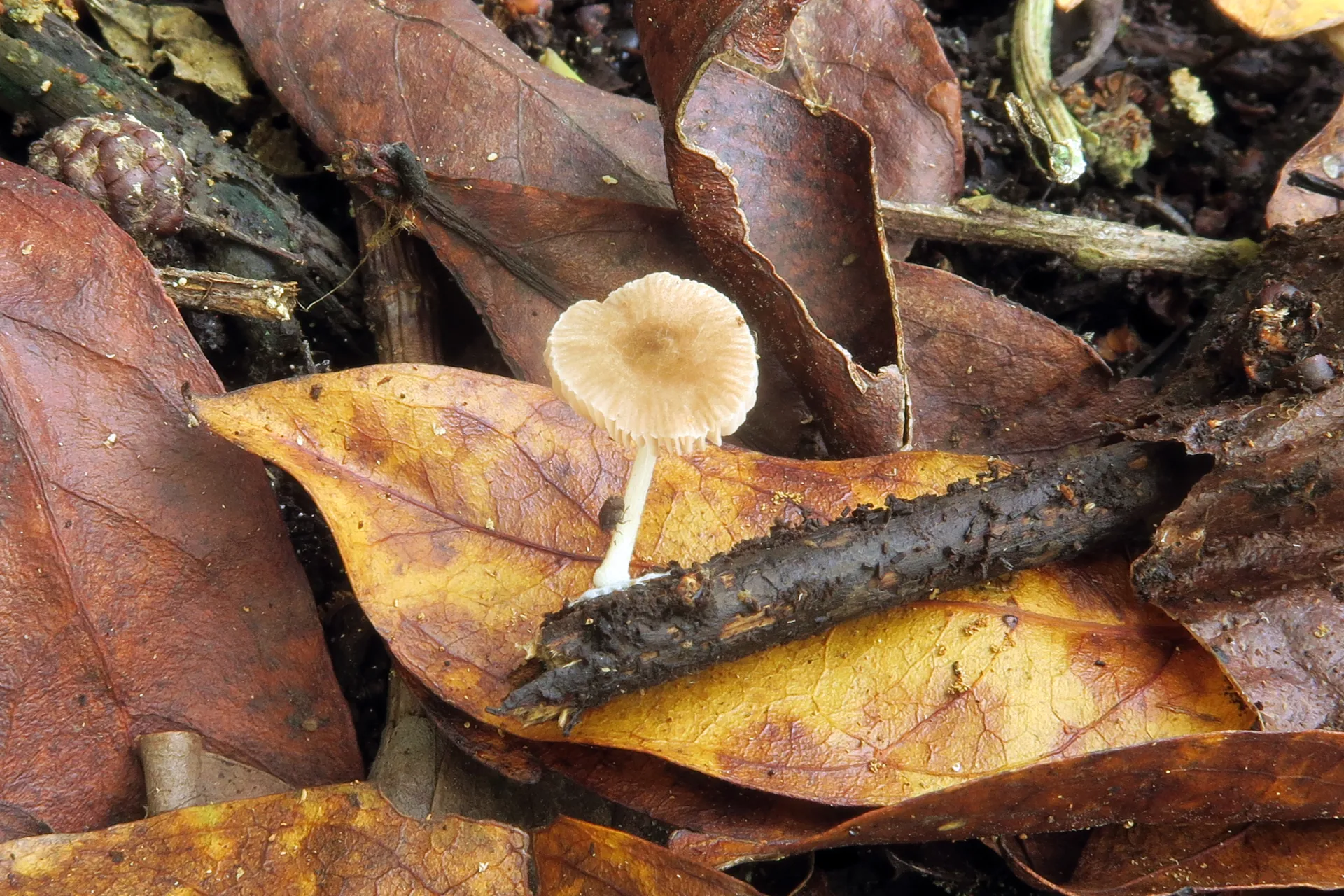 Pluteus podospileus - 1 - IMG_2799